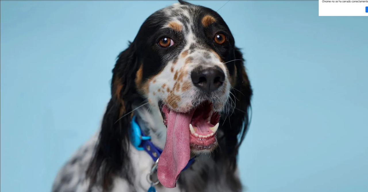 ¿Unos besitos? Conoce a Bisbee el perro con la lengua más larga del mundo