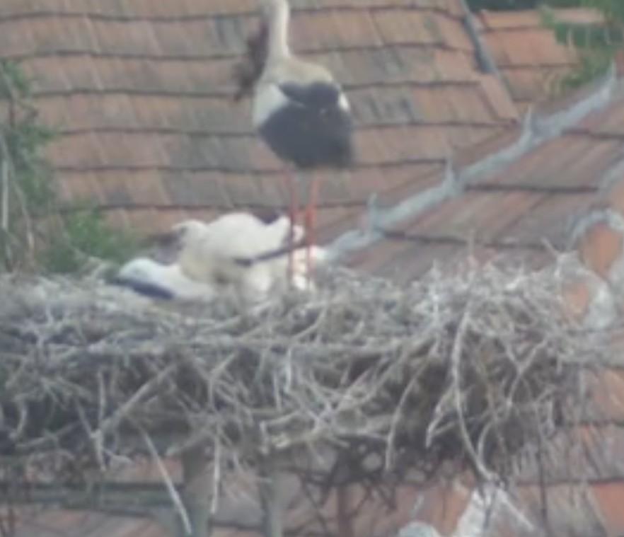 2020-06-26_065017apa érkezik