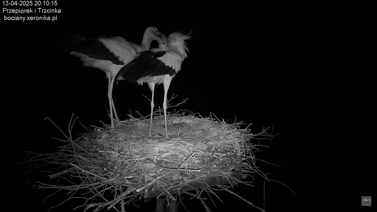 13042025bociany21