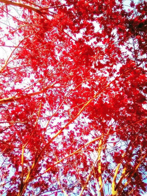 93147249_128062712170566_9117438493860036608_o (1)