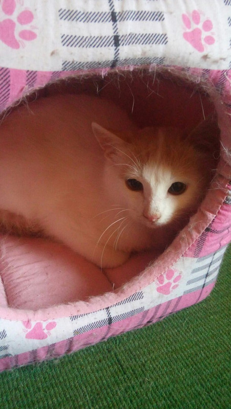 Арамис_04_18_1