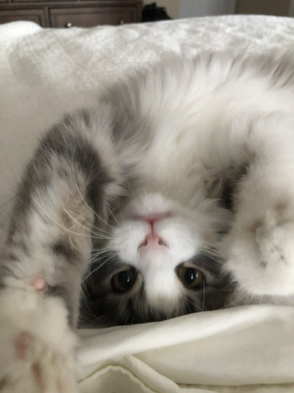 FC03FB10-AC66-4D03-A083-097753372A68