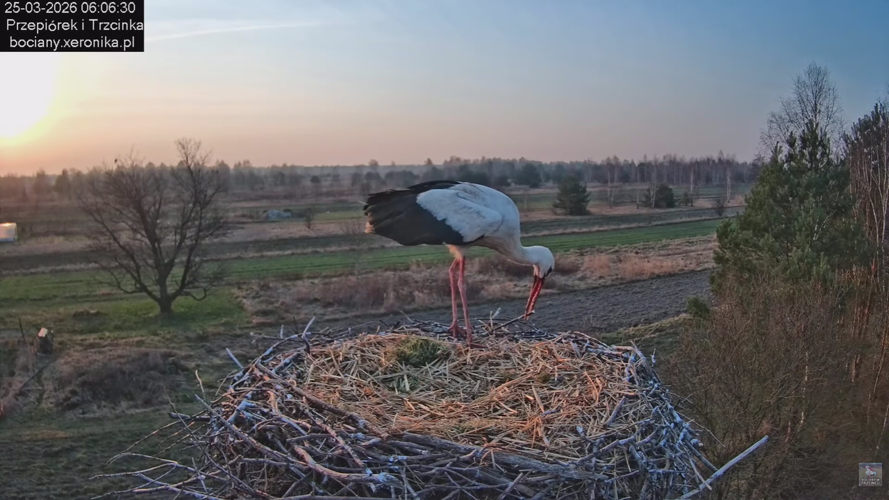 25032026bociany 8