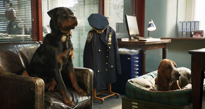 Show.Dogs.Entriamo.in.Scena.2018.iTALiAN.LD.WEBDL.XviD-CriMiNaL.
