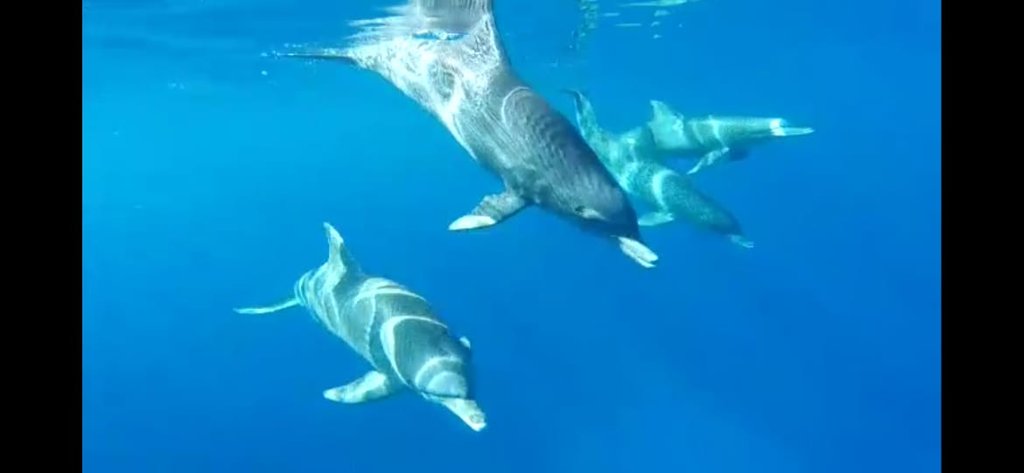 AVISTAMIENTO Y NADO CON DELFINES-CRYSTAL ROCK-BENITIERS ISLAND - Isla Mauricio: por y para el placer (6)