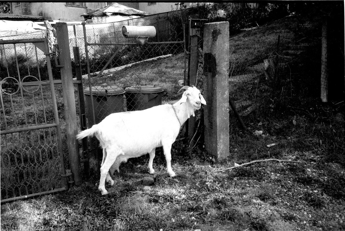 2025-07-04-0011-mju-foma400-xt3