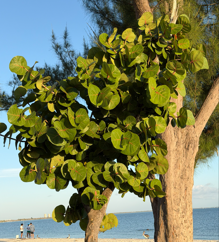 [Image: Sanibel-Island-Bridge5.png]