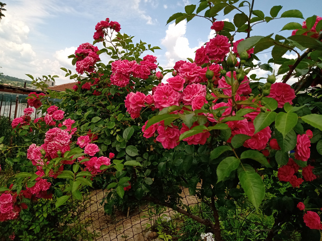 IMG_20230610_152637184