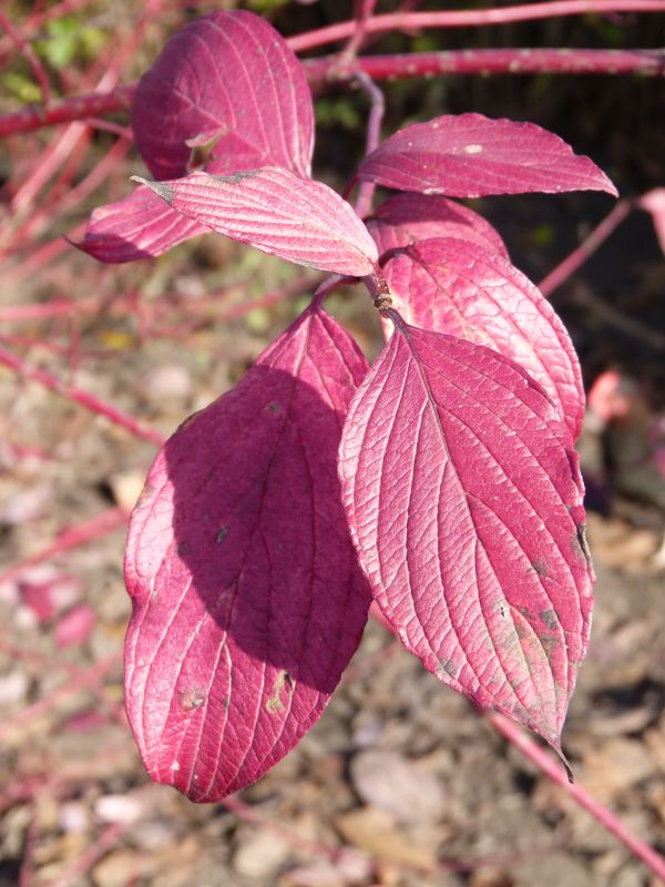 2014-11-02 Herbstärber - C. sibirica alba