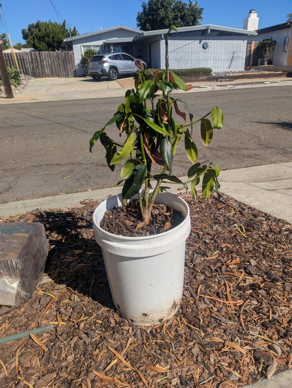 Lucs garcinia