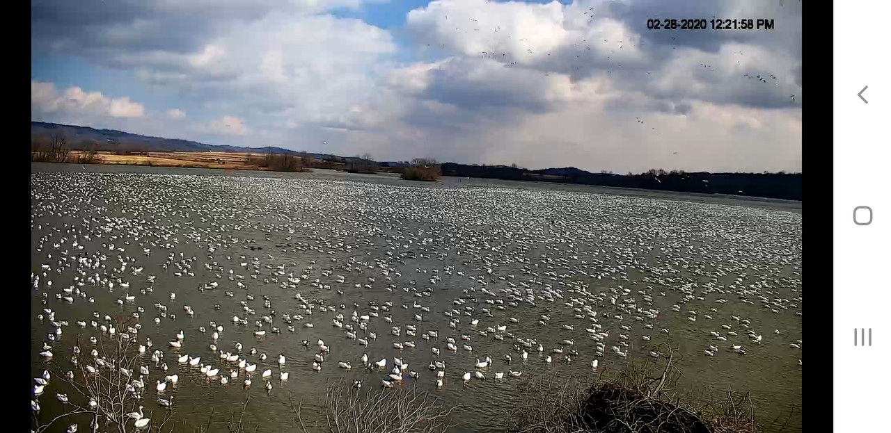 Screenshot_20200228-122240_Chrome