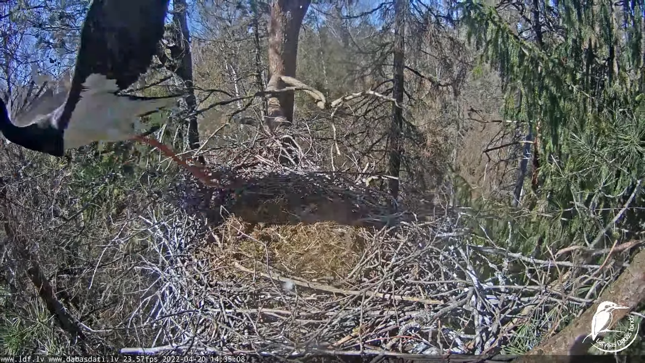Melnais stārķis (Ciconia nigra) Siguldas novadā - LDF tiešraide 8-25-14 screenshot