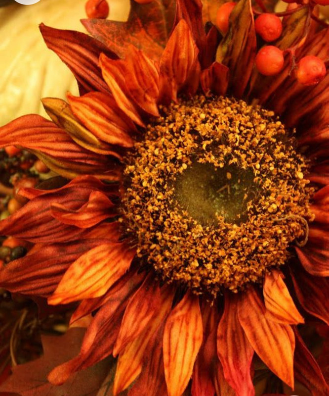 Screenshot_20221226_235612_Chrome