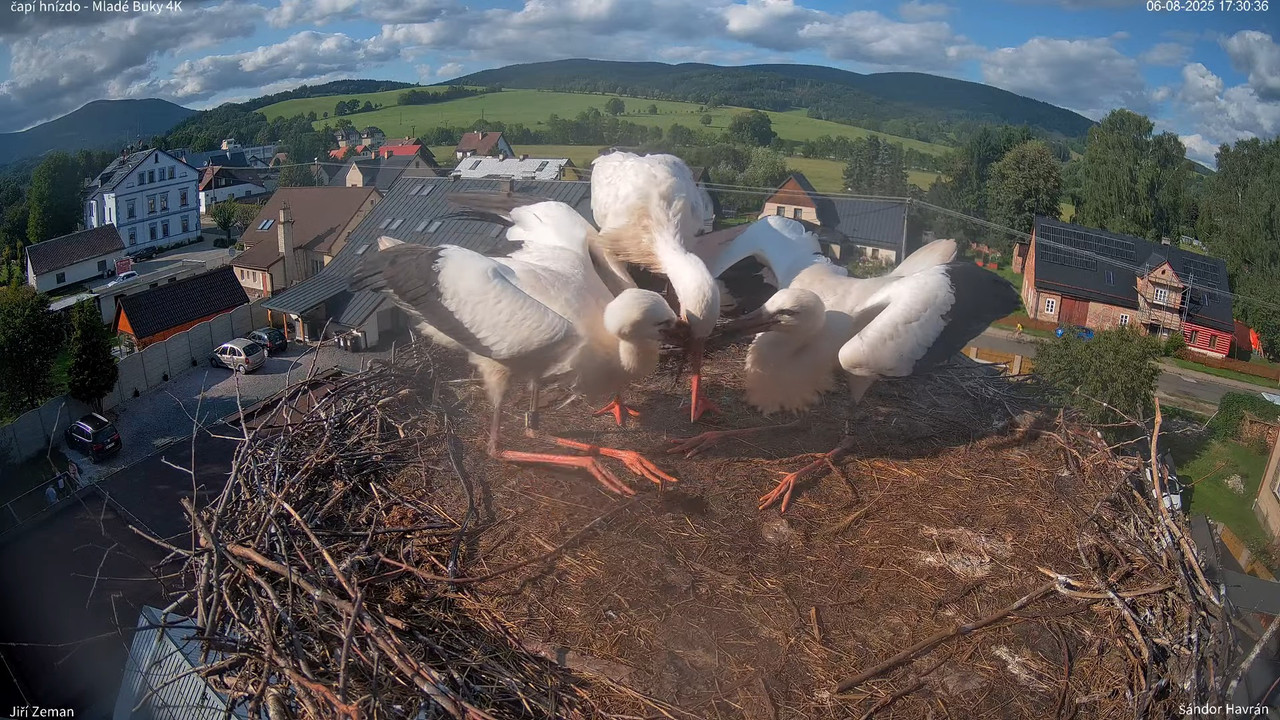 Tiešraides kamera — Mladé Buky — stārķa ligzda 4K 10-46-26 screenshot