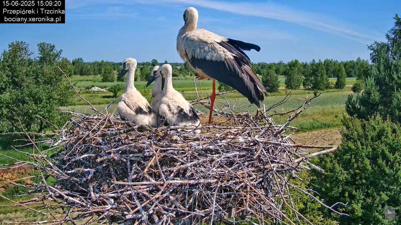 15062025bociany26