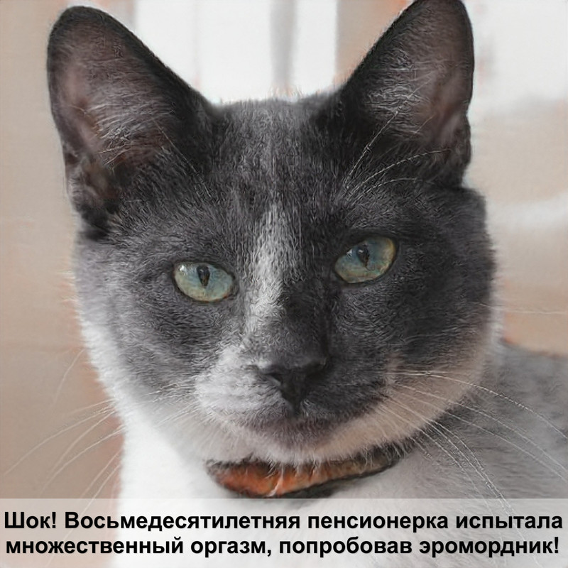 фотографии сиамских кошек