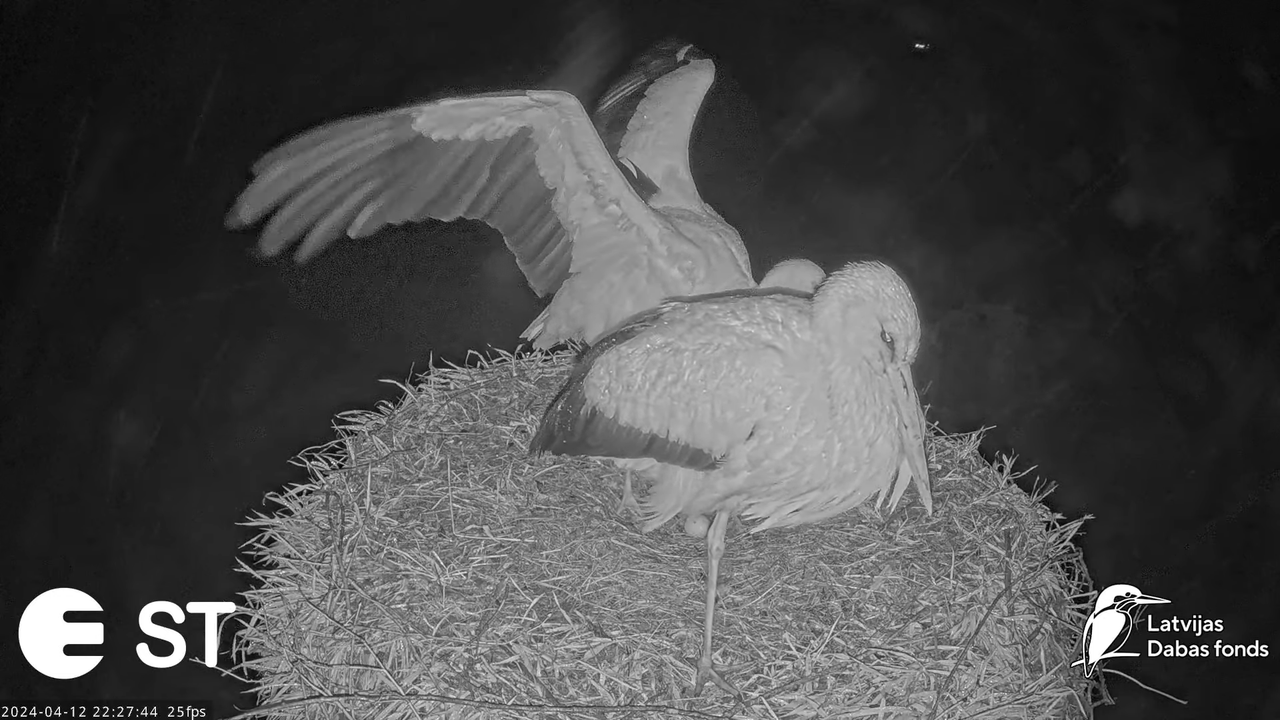 Baltie stārķi (Ciconia ciconia) Tukuma novadā - LDF tiešraide __ White storks in Tukums, Latvia 13-1