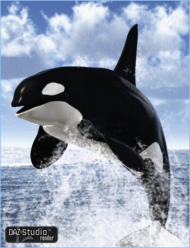 orca killer whale large