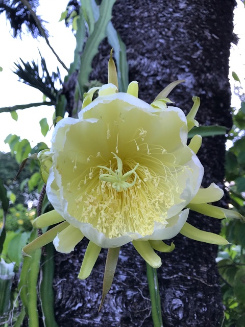 Yellow Dragon Flower day 2017