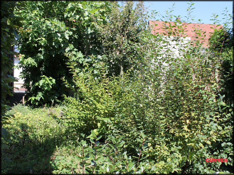 [Bild: Garten-05.jpg]