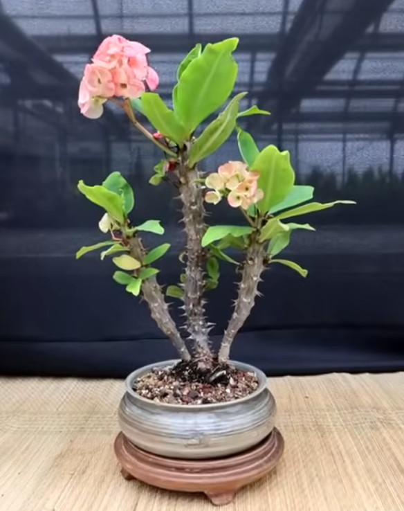 [Image: 2024-07-06-213630.jpg]