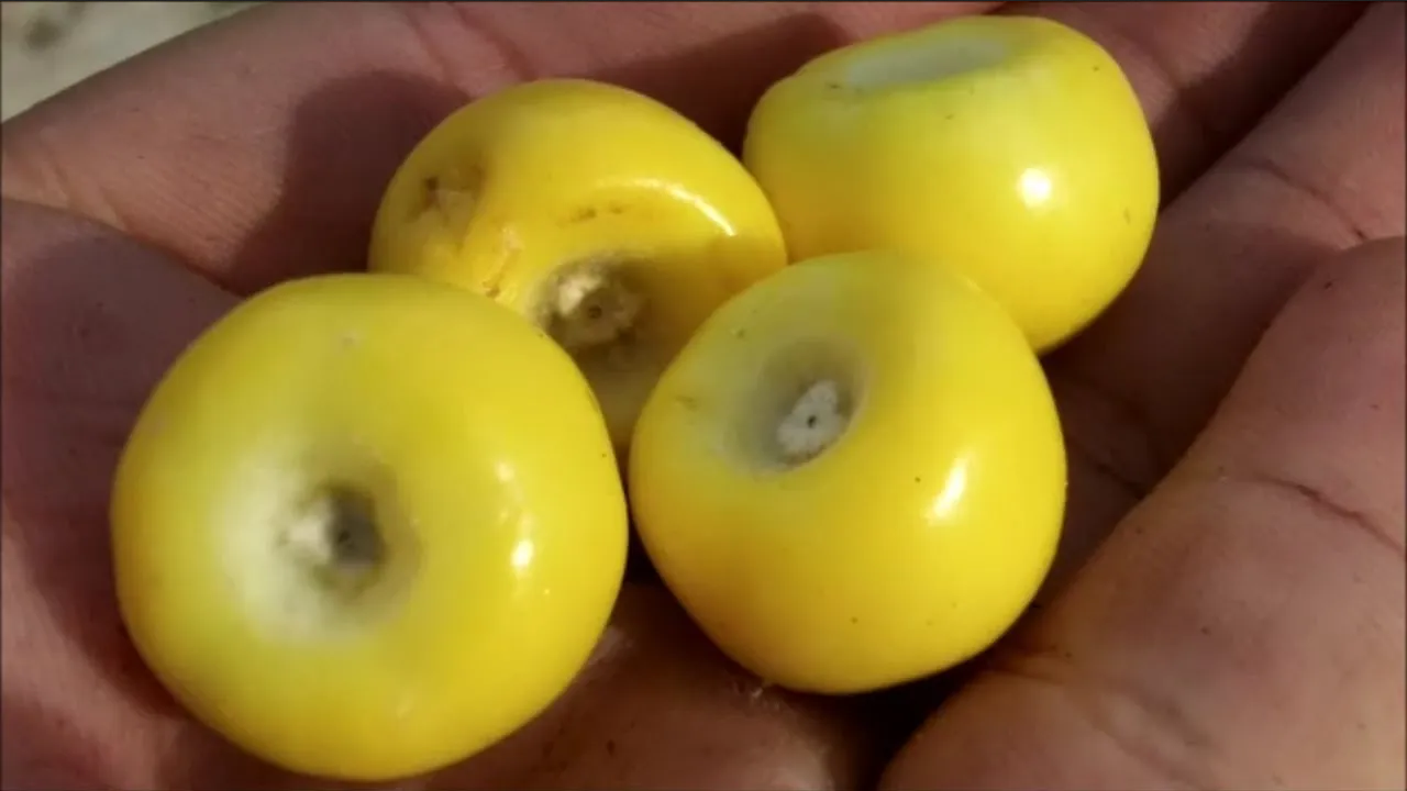 Esto es lo que debes saber sobre el fruto que ayuda a la producción de colágeno