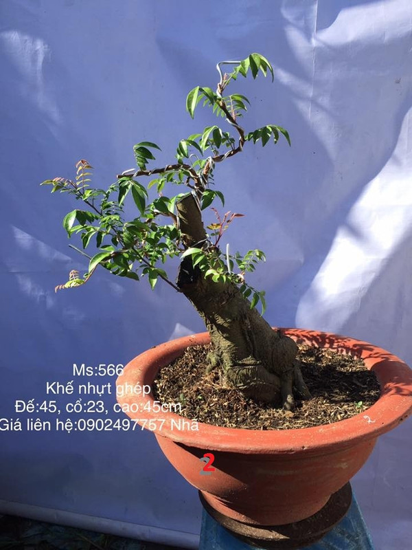 38497325_261922864637047_3475538100573175808_n