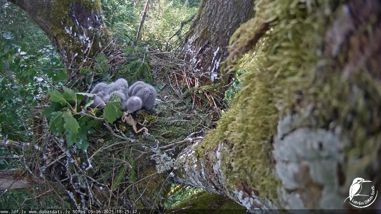 Melnās klijas (Milvus migrans) Kurzemē_ peļu klijāni (Buteo buteo) 15-42-48 screenshot