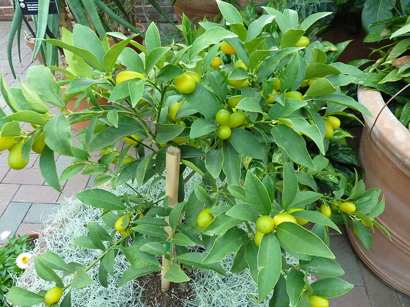 nagami-kumquat-tree.jpg