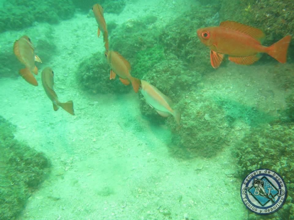 Sábado 15 - Domingo 16 - Arraial do Cabo. Playa. Buceo. Maravilloso. (14)