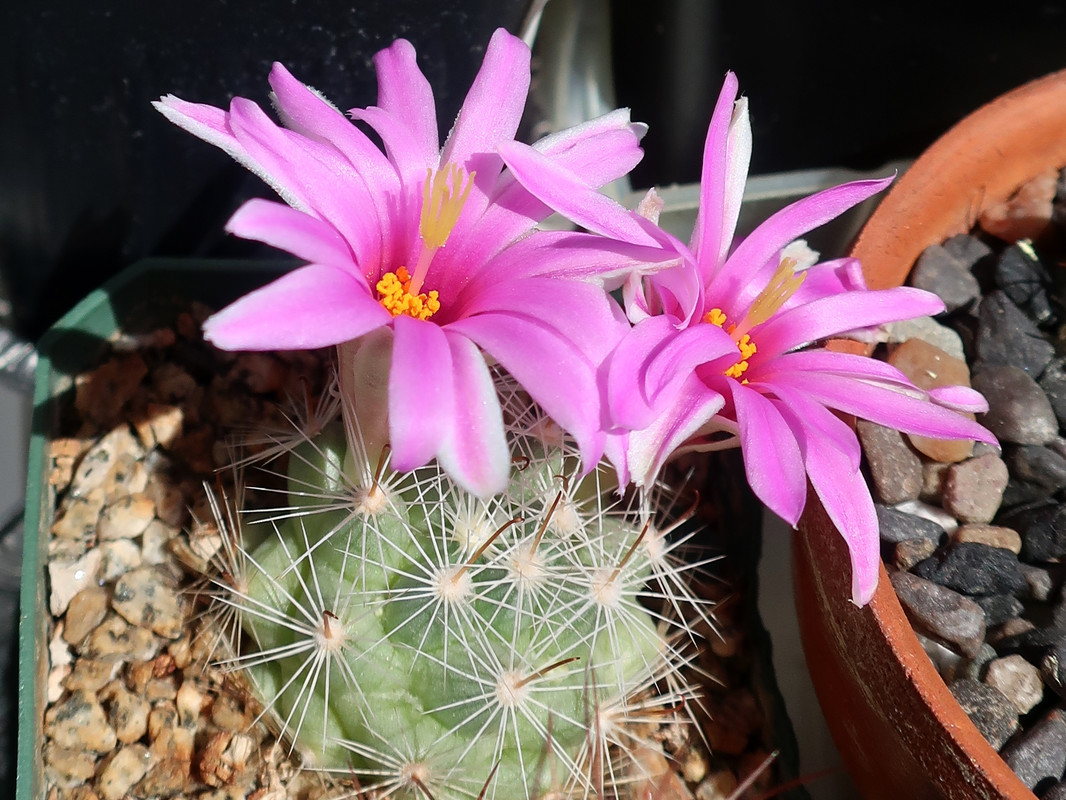 Can you list some small cacti with relatively large flowers compared to  body. - CactiGuide.com