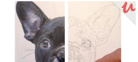 Tracing for drawing and painting a dog portrait how to trace