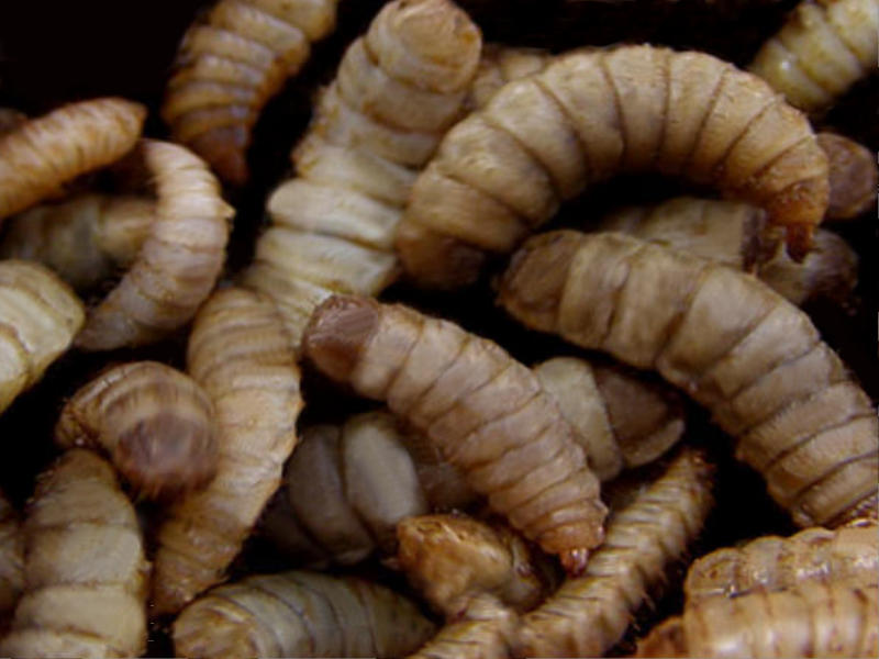 big-larvae-of-black-soldier-fly.jpg