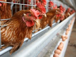 Рентабельность производства яиц в 2018 составила 5,4%