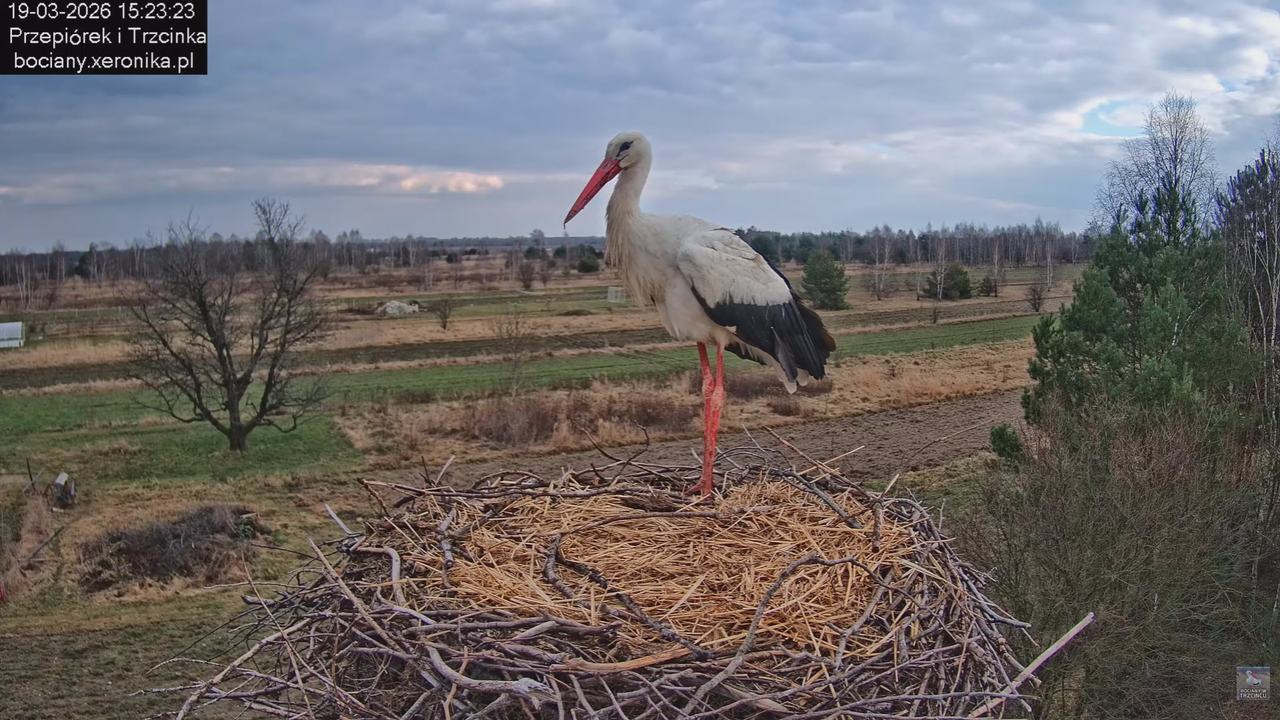 19032026 Powrót Przepiórka 6