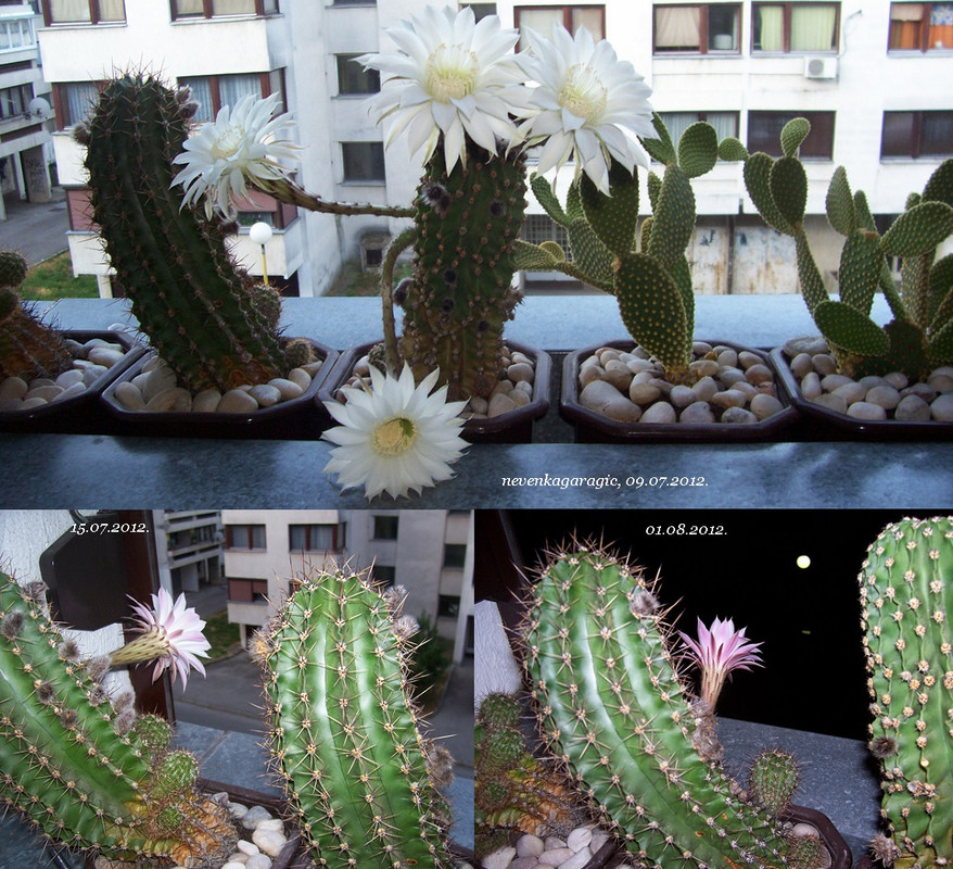 5-09. i 15.07. i 01.08.12.-1149