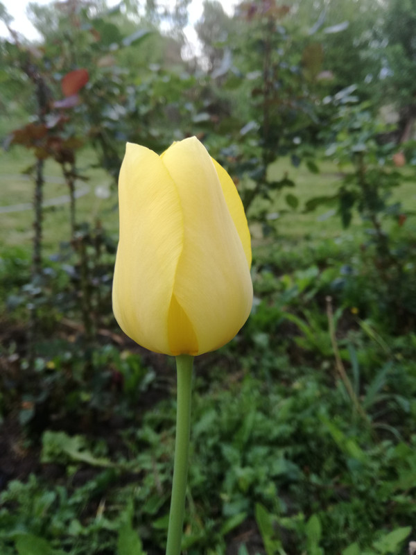IMG_20200502_193911