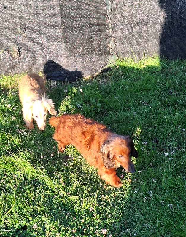 [Image: 20240916-185429.jpg]