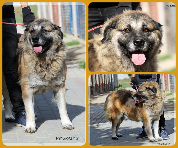 BeFunky-collage (24)