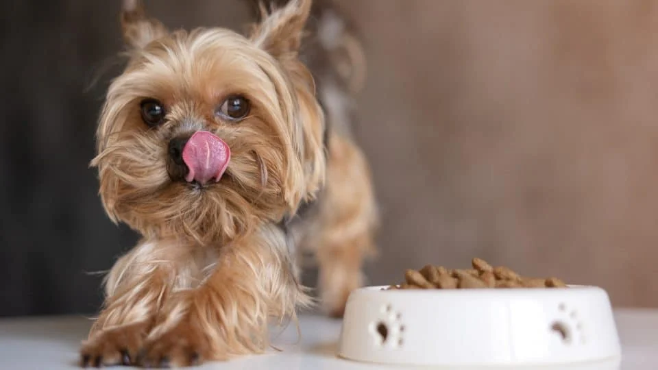 Best Foods for Small Breed Adult Dogs