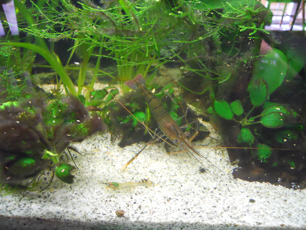 Caridina 09 luglio 2017 (6)