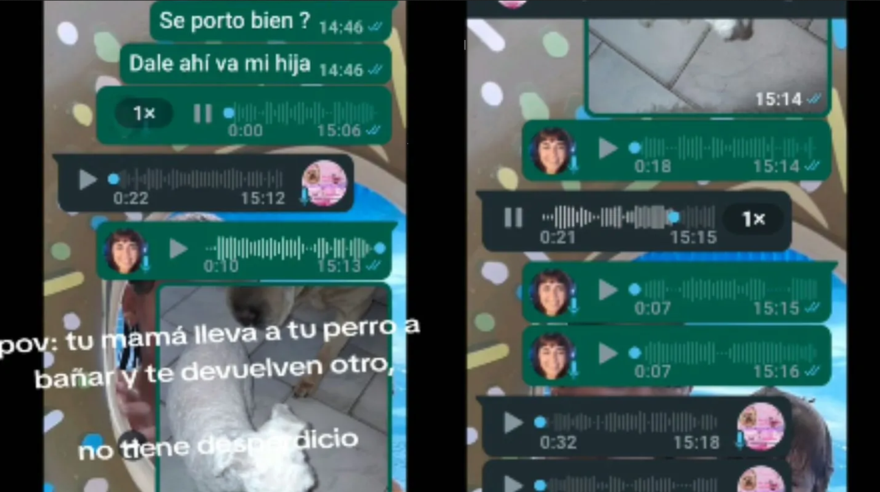 Estética canina confundió a un perrito, su dueña no se dio cuenta, se hace viral