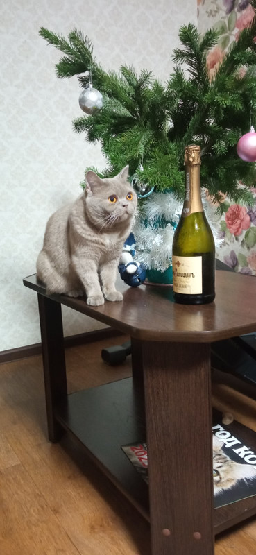 IMG-0411d73f7aa8b23e5884af1cacb4aead-V