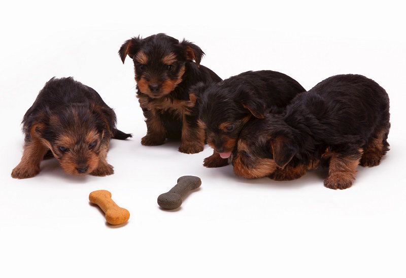 Dog Health Supplements Dog Health Supplements