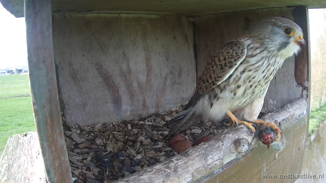 TV NKL 2 M met halve muis op de rand