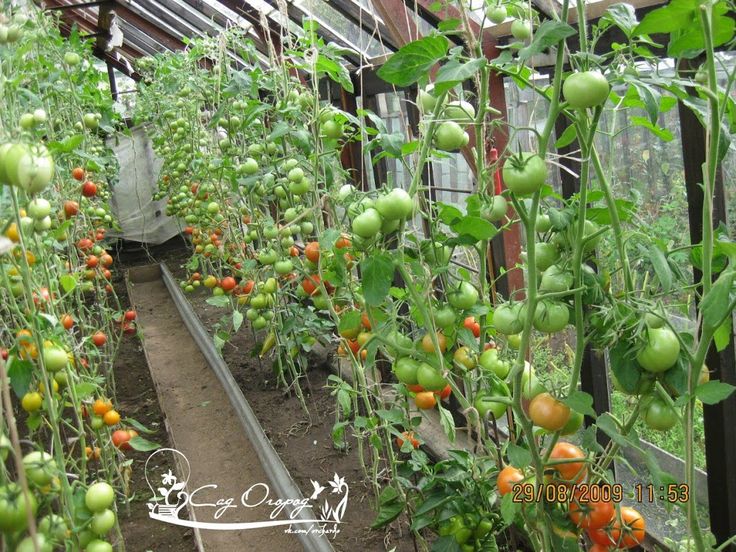 Особенности ухода за посевами помидоров в первые недели жизни