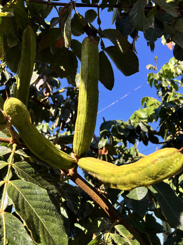 40357FAB F6C1 46DC AA4F 6C0B668D4279