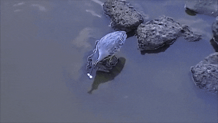 GIFs-26