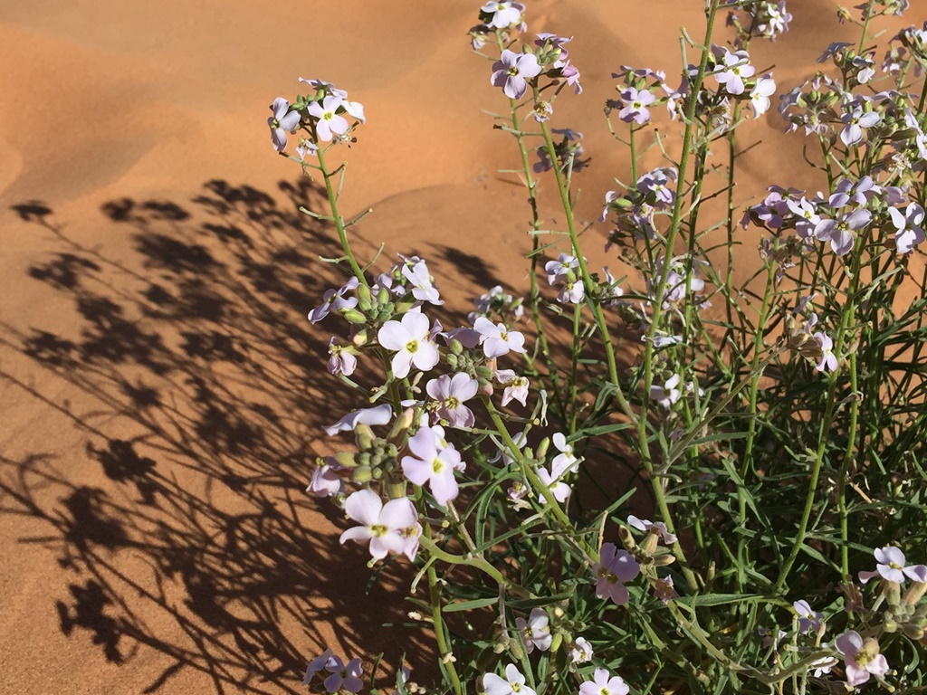 2019-Madigan-Line-Simpson-Desert-TRIP-2638.jpg