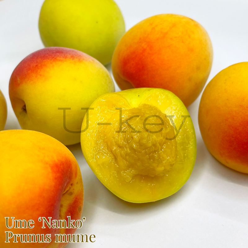 0A6C15AE-C50D-4AD4-9D10-2A0B468A8903